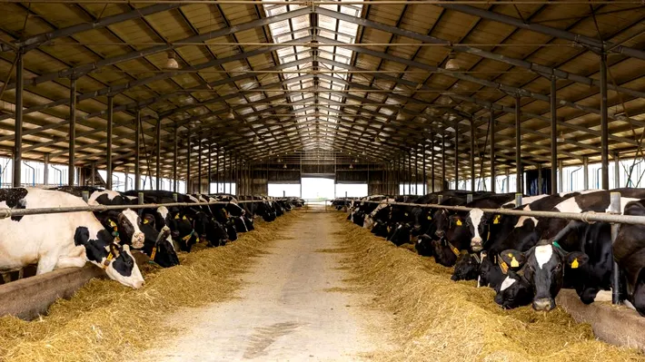 Criza din Golf lovește fermele din România: laptele se scumpește, iar fermierii nu mai fac faţă