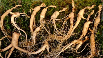 „Aurul gri al tinereții”, planta care nu te lasă să îmbătrânești. Puțini știu despre ea, însă aduce beneficii uluitoare