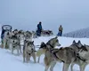 Top 10 rase de câini cu cea mai mare forță: ce spun experții