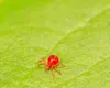 Avertizare ANF: atacuri masive ale păianjenului roșu