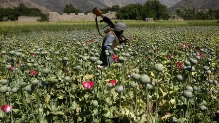 Stupefiant: Vor renunţa talibanii la producţia de heroină?