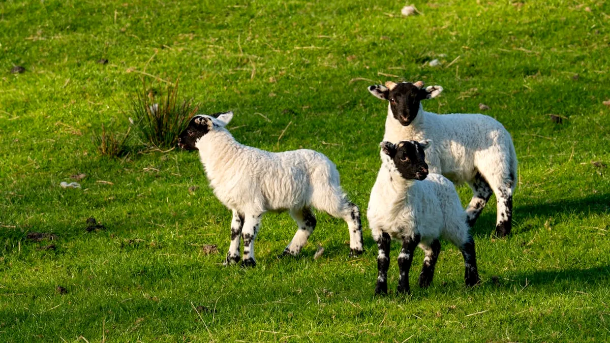 Paște 2026 cu prețuri record la carnea de miel: Cât vor plăti românii pentru un kilogram și ce spun ciobanii