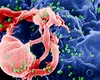 Pas istoric în vindecarea HIV. Oamenii de știință au găsit soluția pentru a elimina complet ADN-ul virusului