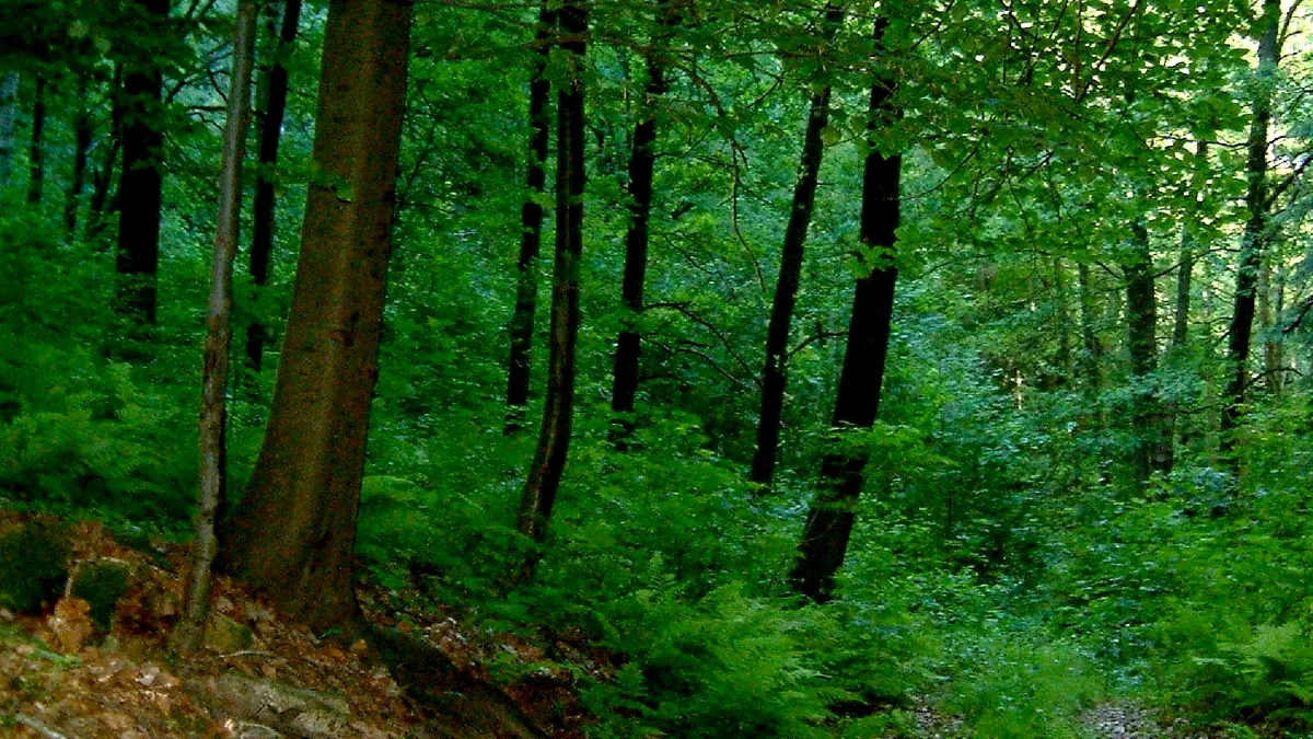 O mică pădure din Oltenia devine brusc foarte importantă pentru sistemul energetic național