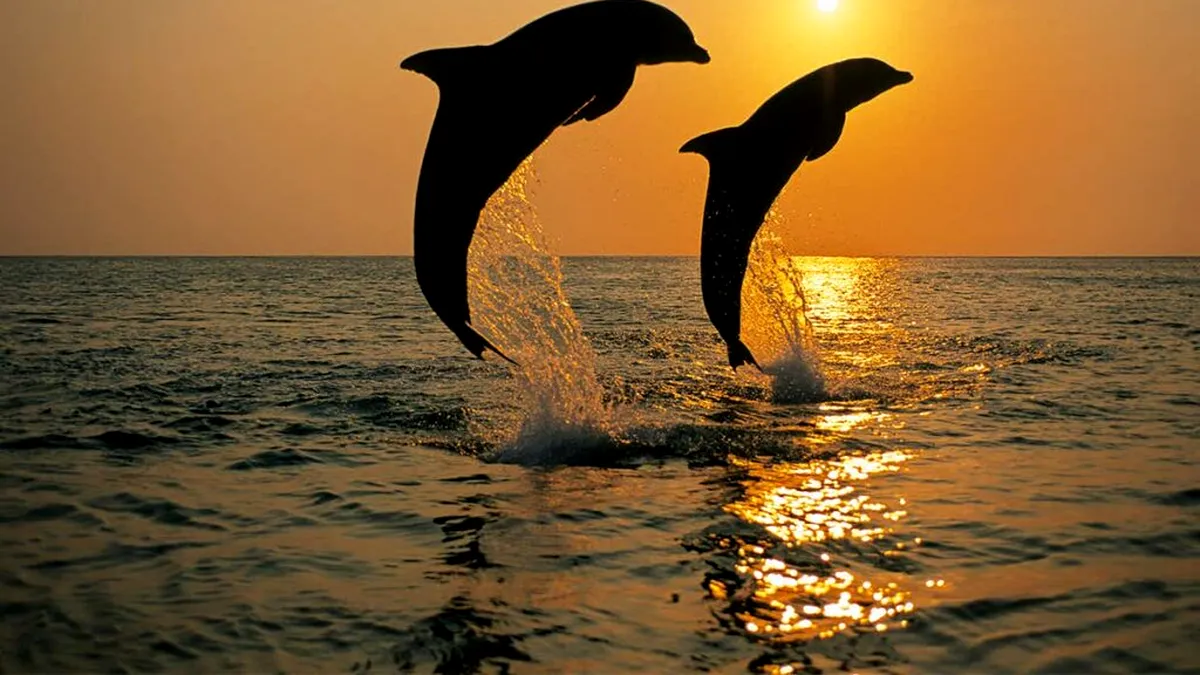 Incredibile utlizări ale delfinilor. Cine acuză că au fost folosiți „în luptă”