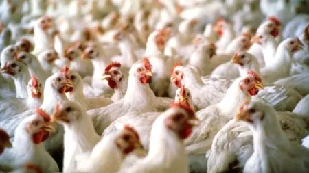 Ferma din România care produce anual peste 43 de milioane de pui de carne. Investiție de 10 milioane de euro, fonduri europene şi naţionale (VIDEO)