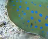 O metodă inedită de a crea culoarea albastră descoperită în punctele de pe corpul pisicii de mare