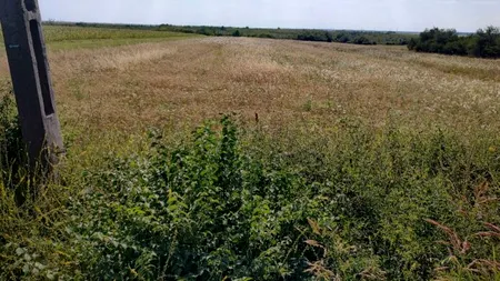 Un fermier s-a trezit că i-a fost furat grâul din câmp “Nu accept că se poate întâmpla așa ceva în 2022’’