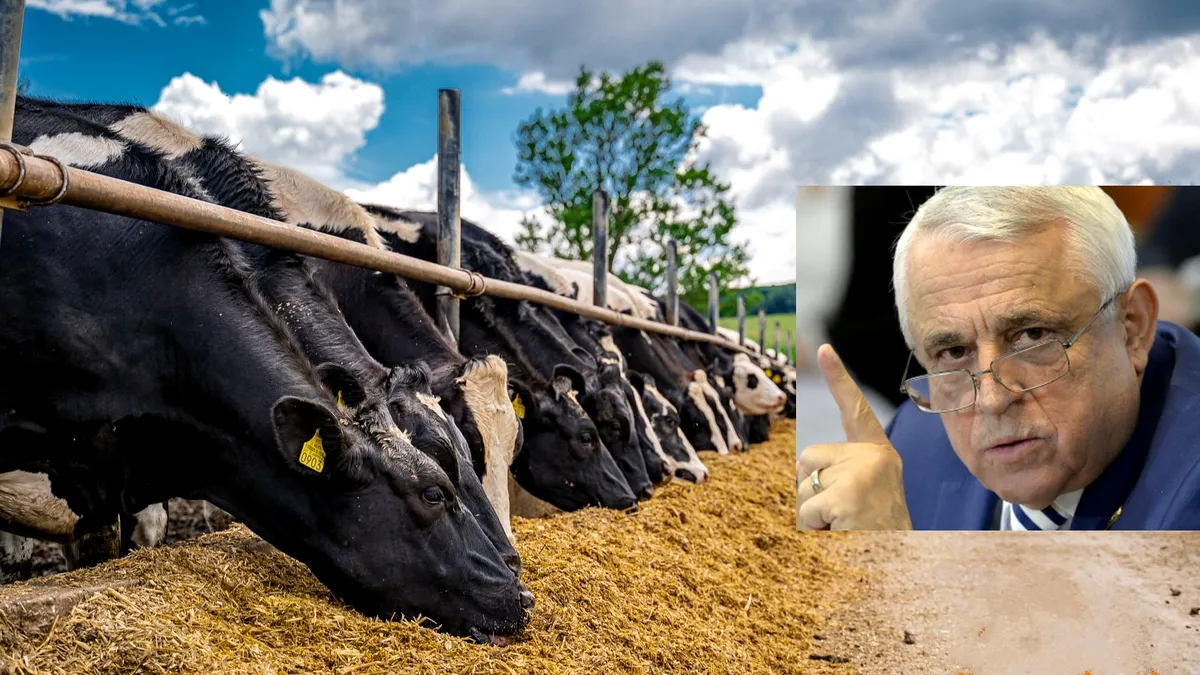 Cum vede Daea vaca de la Buzău: Avem aceeași producție de lapte ca în '89, dar cu efective la jumătate