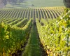 MADR modifică termenele de sprijin financiar pentru fermierii din sectorul vitivinicol
