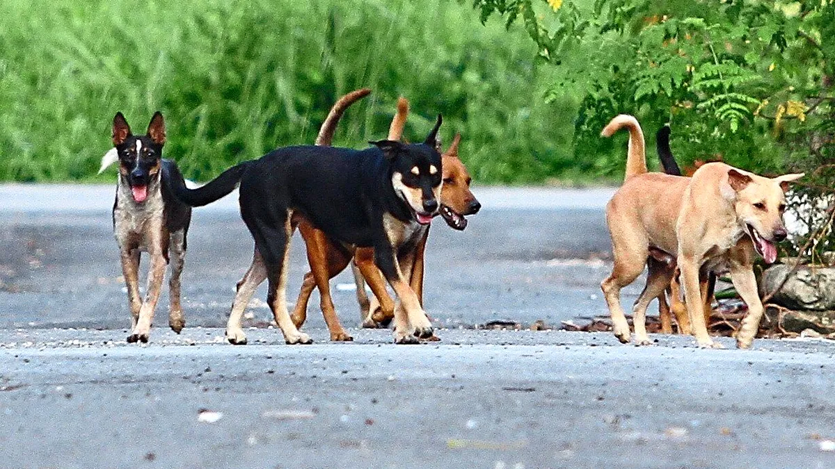 Avalanșă de capturi de câini maidanezi, în București. 150 de animale, prinse într-o singură lună