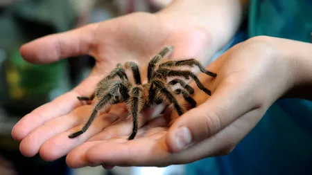 Expoziţia de tarantule de la Timişoara are un succes „monstru”. De ce vin mii de vizitatori