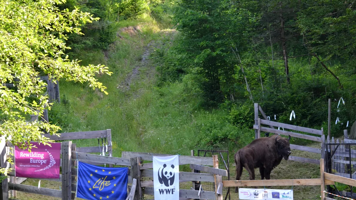 Șapte zimbri masculi au fost relocați din Germania în România