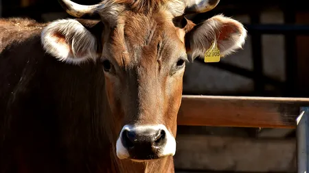Ministerul Agriculturii majorează subvențiile acordate crescătorilor de vaci