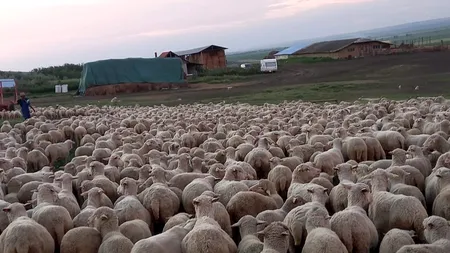 Un oier de 20 ani din Vaslui vrea să muncească pentru el, în România, și să salveze Merinosul de Suseni