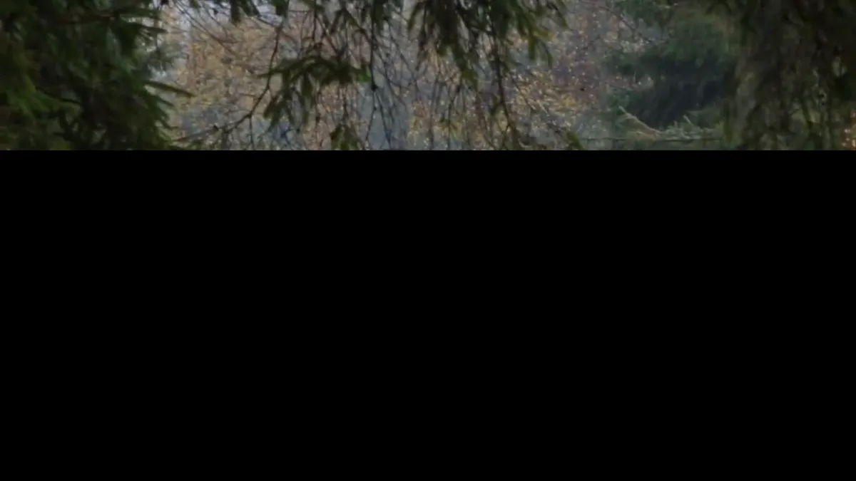 Românu-i frate cu pădurea și poliția cu hoții! Jaf în Parcul Național Munții Rodnei VIDEO