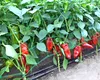 Peste 342,4 de milioane de lei pentru susținerea producției de legume cultivate în spații protejate, în 2025