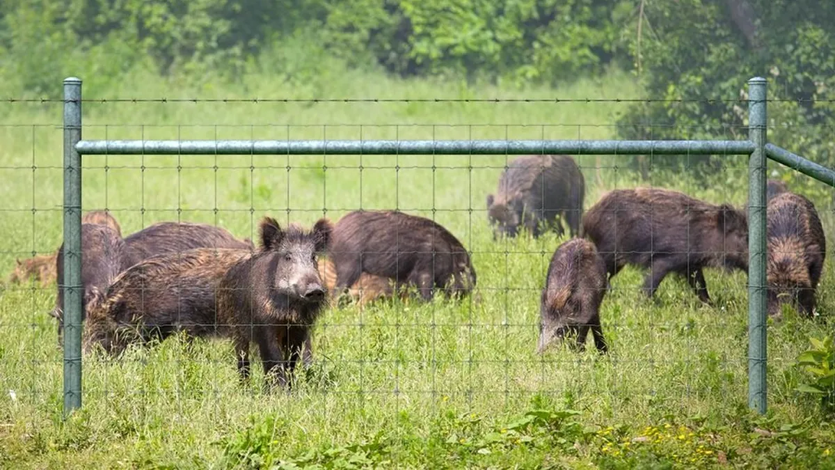 ANSVSA  anunțat că România are 413 focare actve de pestă porcină