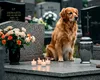 Înmormântarea alături de animalul de companie prinde viață în această țară europeană