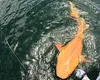 Descoperire rară: rechin portocaliu cu două condiții genetice neobișnuite