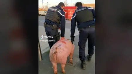 Porc salvat de jandarmii francezi din mâinile unor romi