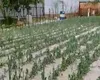 Capitala va avea mai puține legume. Grindina a distrus grădinile din Giurgiu
