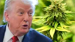 Trump o dă pe ”fumat”: reclasificarea marijuanei și mica ipocrizie utilă a Americii