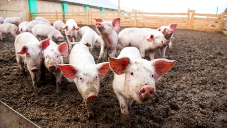 Dezastru la Smithfield. Focar de pestă porcină africană într-o fermă cu circa 54.000 de porci
