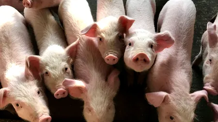 România înregistra un efectiv de 3,332 de milioane de porci la 1 mai 2022 (statistică)