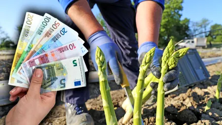 Cu cât vor fi plătiți românii care culeg sparanghel și căpșuni în Germania