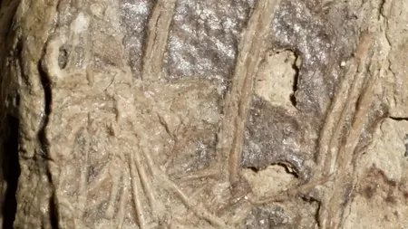 Primul caz cunoscut al unui mamifer mâncat de un dinozaur