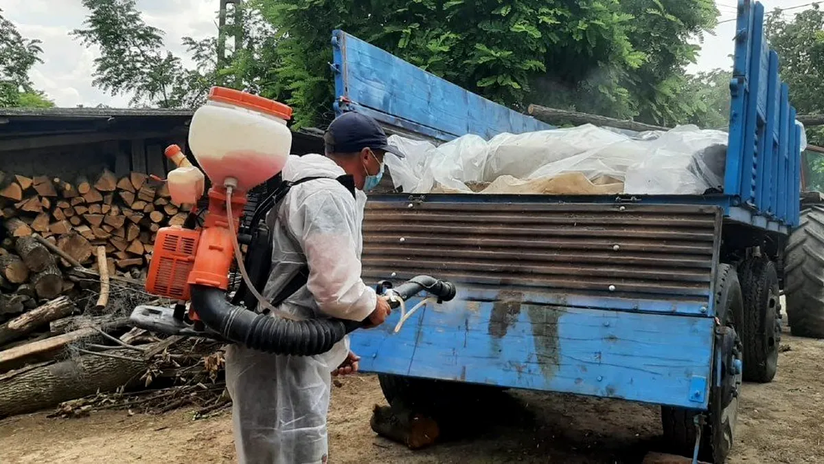 România a ajuns la 620 focare de pestă porcină africană. Ialomița și Teleorman, județele cele mai afectate
