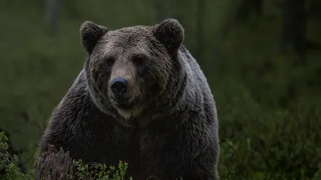 Mesaj trimis prin Ro Alert cu textul „Ursul băăă!”. ISU demarează o anchetă