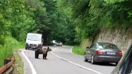 Urs stropit cu spray lacrimogen, pe Transfăgărășan. Val de reacții la adresa șoferului