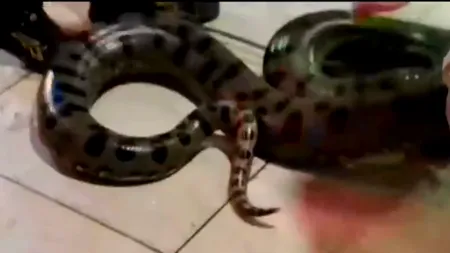 Anaconde de cinci metri și alte reptile periculoase, confiscate dintr-un apartament. Proprietarul e de negăsit