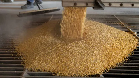 Încă o mină de aur pentru agricultorii români. O industrie de nișă are nevoie de porumbul lor