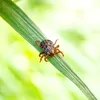 Se înmulțește numărul mușcăturilor de căpușe care dau alergie la carne