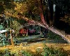 Un om lovit de trăsnet, zeci de copaci doborâți și 120 de apeluri la 112, în Mureș