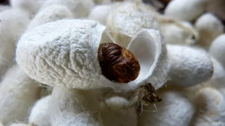 De la frunza de dud, la mătasea naturală, via viermii de mătase