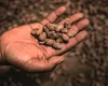 S-a triplat prețul pentru cacao. Producătorii de dulciuri, afectați de scumpirile exagerate