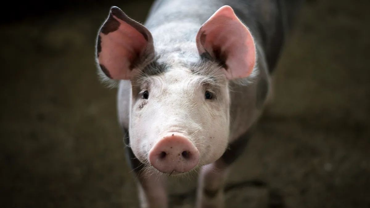 ANSVSA: Porcul crescut în gospodărie, carnea și produsele din carne de la acesta sunt interzise la comercializare