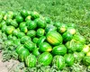 Au ieșit pe piață pepenii de Dăbuleni! Cât costă un kilogram la tarabă sau direct din bostan