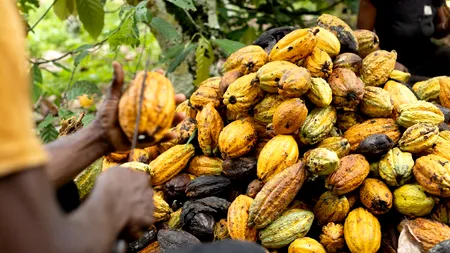 Cacao, mai scumpă decât cuprul: Cât a ajuns să coste tona de boabe?
