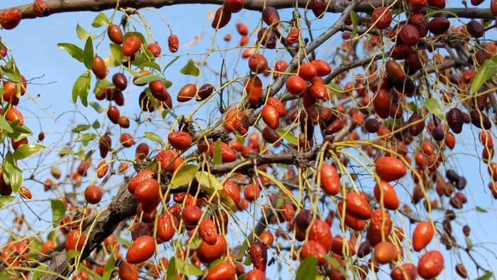Fructul minune bogat în vitamina C care s-a aclimatizat perfect și aduce profit fermierilor
