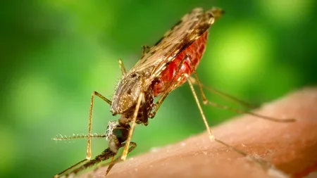 Malaria: crește numărul cazurilor, dar scade cel al deceselor