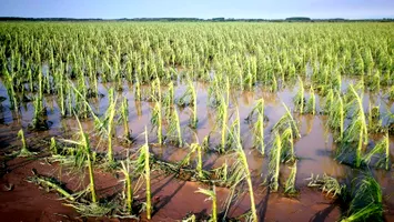 Ploile abundente din ultima săptămână au distrus mii de hectare de culturi agricole de primăvară