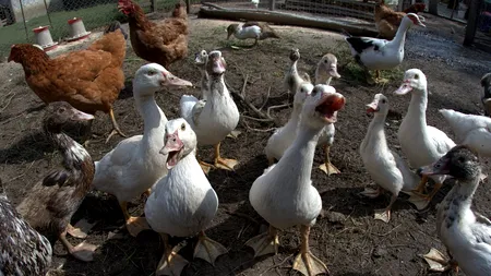 Focare de gripă aviară în Ungaria, peste 38.000 de rațe sacrificate