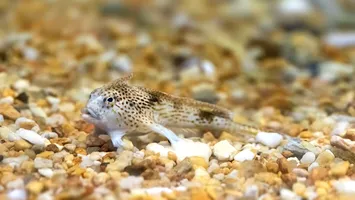 Descoperă handfish-ul: Peștele bizar care merge cu înotătoare în formă de degete