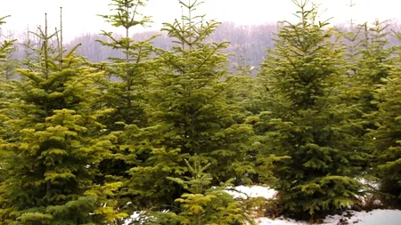 Cât costă cel mai ieftin pom de Crăciun la Romsilva, în acest an