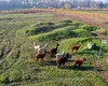 Parcul monument istoric din România unde te poți plimba printre căprioare și alpaca. Ba chiar le poți și hrăni!